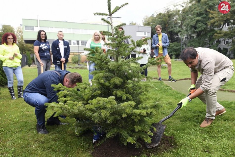 Ilustračný obrázok k článku V Košiciach vysadia v najbližších rokoch 300-tisíc stromov, FOTO