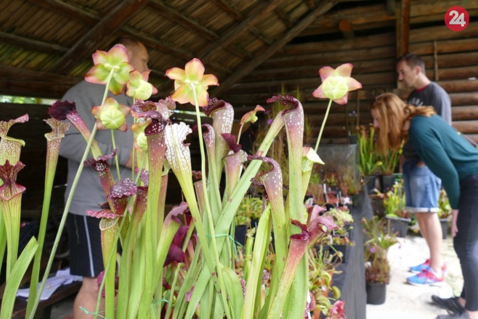 Ilustračný obrázok k článku Martinský skanzen ovládli mäsožravé rastliny: Nechýbali ani exotické orchidey