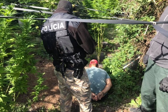 Ilustračný obrázok k článku Žiarski kriminalisti chytili pestovateľa priamo v záhradke: FOTKY hovoria za všetko