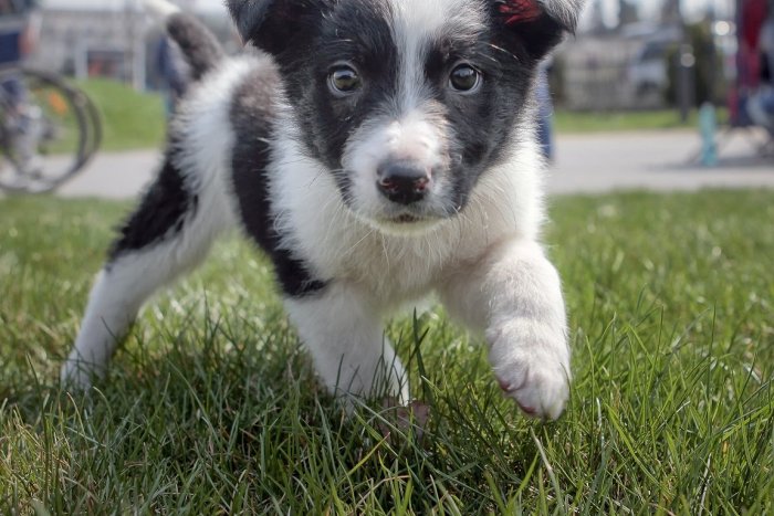 Ilustračný obrázok k článku Dúbravka bude opäť hľadať NAJ psa. Šancu majú nielen čistokrvní, ale aj orieškovia