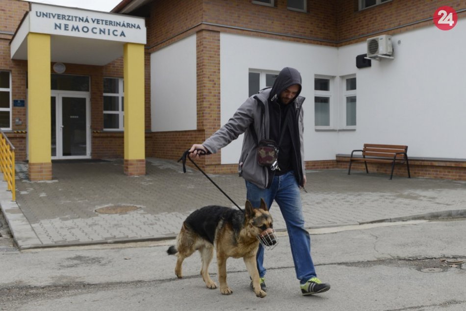 Ilustračný obrázok k článku Univerzitná veterinárna nemocnica funguje len pre akútne prípady