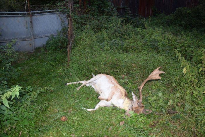 Ilustračný obrázok k článku Polícia vyšetruje prípad umsrteného daniela škvrnitého v Ratke pri Fiľakove, FOTO