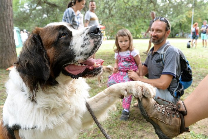 Ilustračný obrázok k článku Skvelý program na Dňoch Petržalky: KONCERTY, zvieratká, SVETELNÁ šou aj chutné jedlo