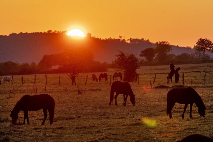 Ilustračný obrázok k článku Pribudne v BBSK lákadlo pre turistov? Novinka s koňmi, akú zatiaľ na Slovensku nemáme