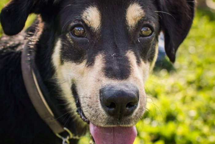 Ilustračný obrázok k článku Psí miláčikovia sú tu pre vás: Ktorému z nich vytvoríte skvelý domov? FOTO