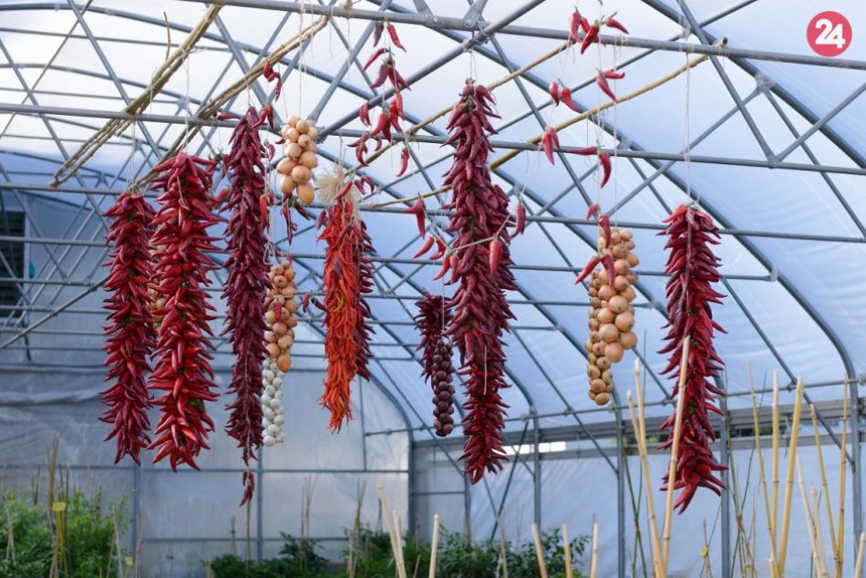 Ilustračný obrázok k článku Farby a plody jesene: V Nitre otvoria najväčšiu zbierku čili papričiek, FOTO