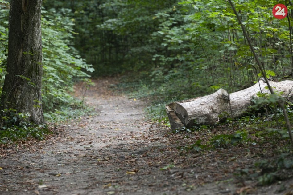 Ilustračný obrázok k článku Bratislavským mestským častiam nie je zeleň ľahostajná. Ako sa o ňu starajú?