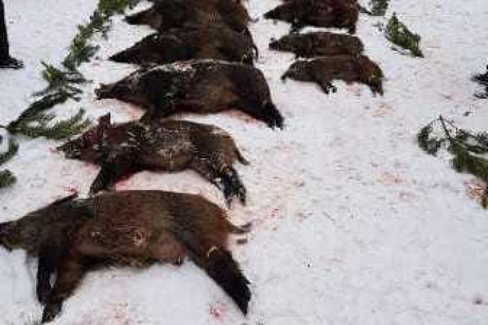 Ilustračný obrázok k článku Na sídlisku Ťahanovce budú opäť loviť diviaky