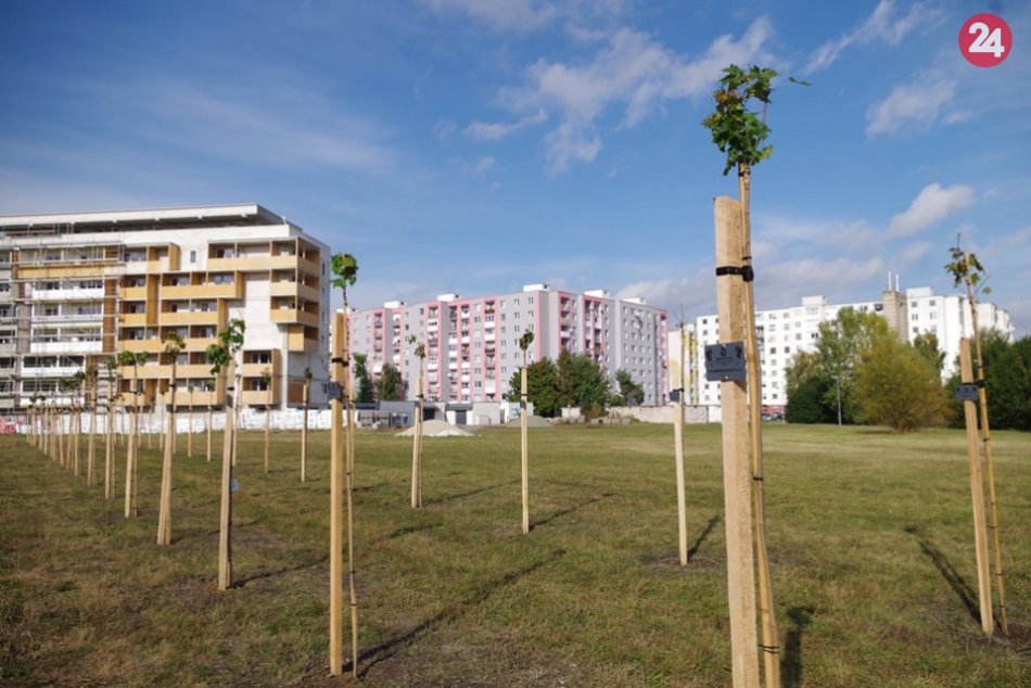 Ilustračný obrázok k článku Novinka pri michalovskom zimnom štadióne: Vysadili tam javorovú alej, FOTO