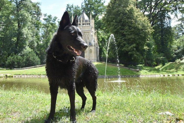 Ilustračný obrázok k článku Špeciálne vycvičené psy pomáhajú pacientom na psychiatrii v Trebišove