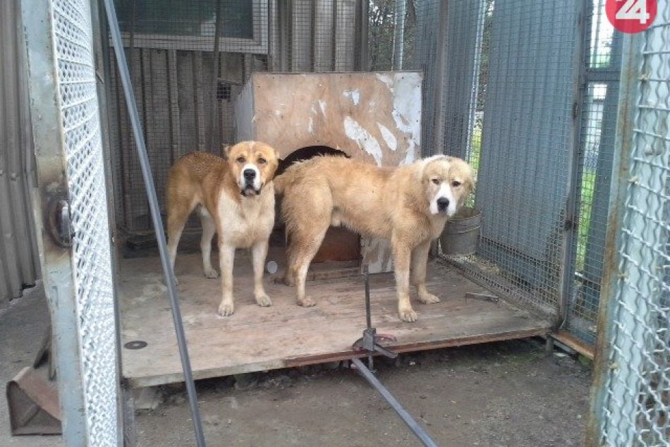 Ilustračný obrázok k článku Bystrickí policajti odchytili voľne behajúcich psov: V ľuďoch vyvolávali strach, FOTO