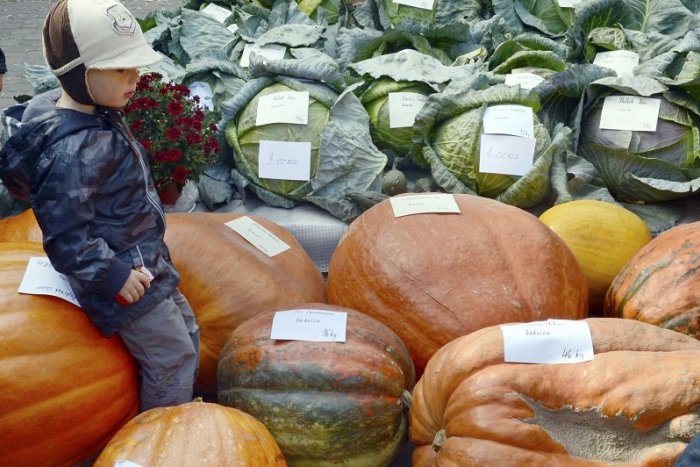 Ilustračný obrázok k článku Kam v Bratislave zadarmo: Namiesto burčiaku ochutnajte "zelé" a stovky jablčných dobrôt