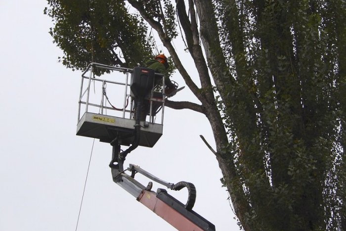 Ilustračný obrázok k článku V mestskom parku vyrúbu topole pomocou stromolezeckej techniky, sú nebezpečne zoschnuté