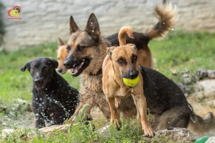 Ilustračný obrázok k článku Šalianski útulkáči sú tu: Osvojíte si dospelého chlpáča alebo šteniatko? FOTO
