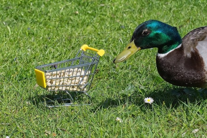 Ilustračný obrázok k článku Súd vyhlásil konkurz na majetok lučeneckého reťazca Potraviny Kačka