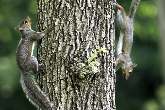 Ilustračný obrázok k článku V Podunajských Biskupiciach vysadili 200 nových stromov