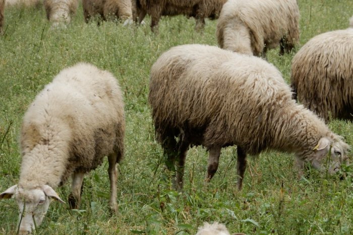 Ilustračný obrázok k článku Ovce v akcii: Môžu zachrániť najneskôr kvitnúcu orchideu v Nízkych Beskydách