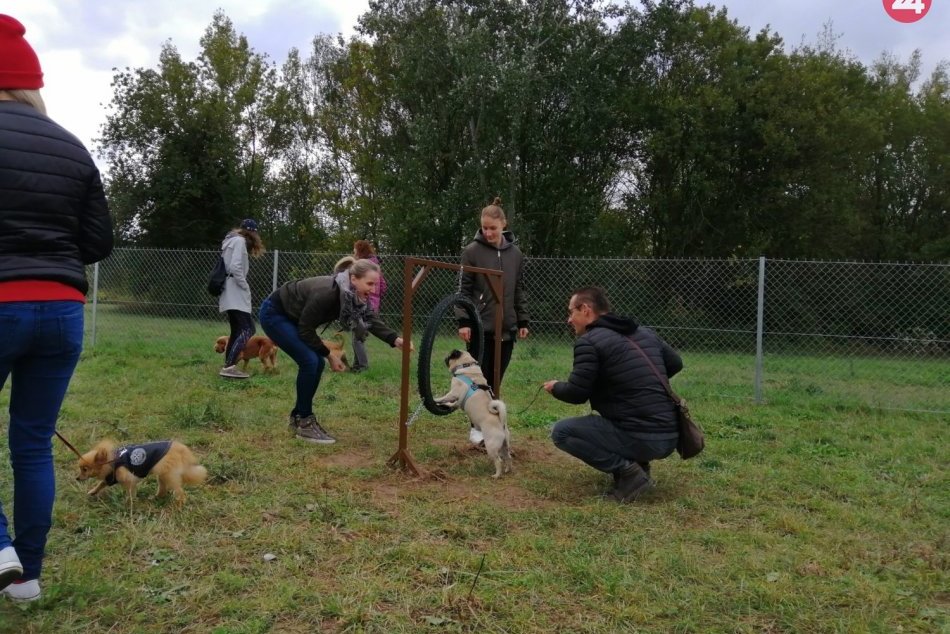 Ilustračný obrázok k článku Trenčianski psíčkari si prídu na svoje: Nová prekážková dráha na FOTO