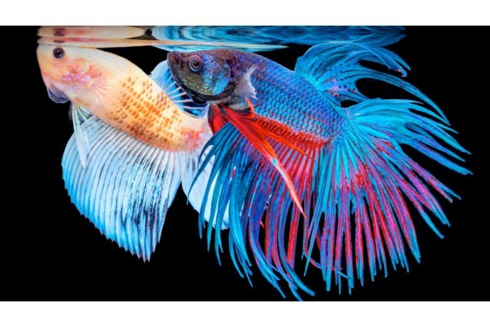 Ivan Čaniga, MQEP bude tentokrát rozprávať o makro fotografii a jej rôznom využití.