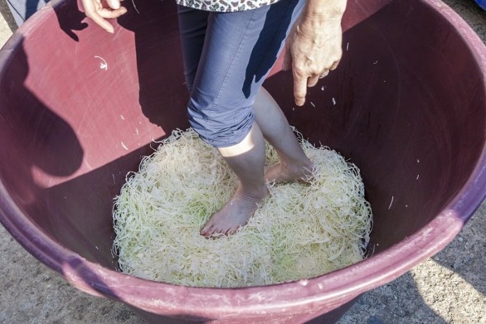 Ilustračný obrázok k článku Ste pekná a slobodná? Nezúfajte, aspoň ste ideálna do kyslej kapusty..., VIDEO