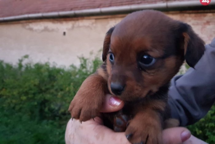 Ilustračný obrázok k článku Psí útulok v Šali je plne vyťažený: Chlpáči radi prijmú vašu pomoc