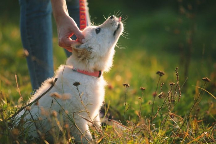 Ilustračný obrázok k článku FOTKY, ktoré vám spravia deň: V žiarskom útulku majú šteniatko ako z rozprávky