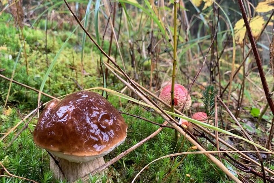 Ilustračný obrázok k článku Hubárska sezóna sa čoskoro rozbehne: V Ružomberku sprístupnili aj poradňu