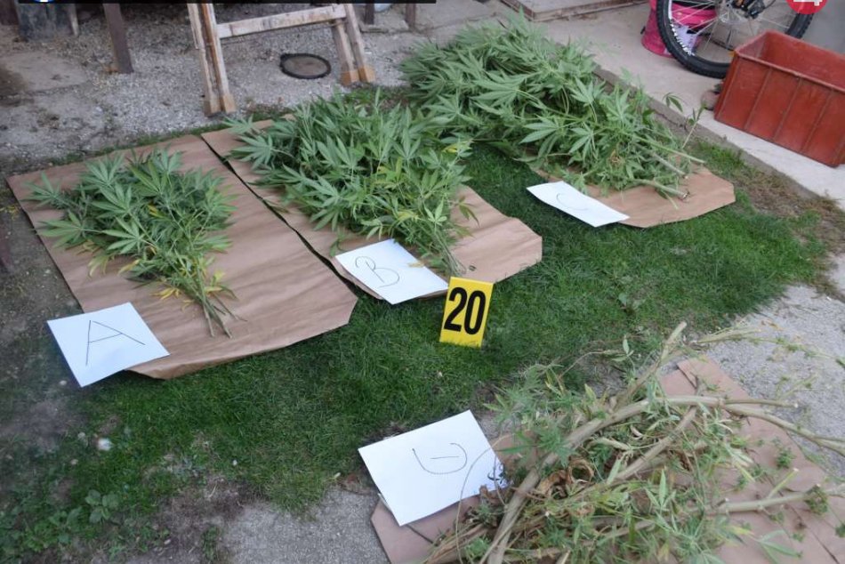 Ilustračný obrázok k článku Tridsaťročný Bučančan dostal stopku: Polícia zadržala pestovateľa marihuany