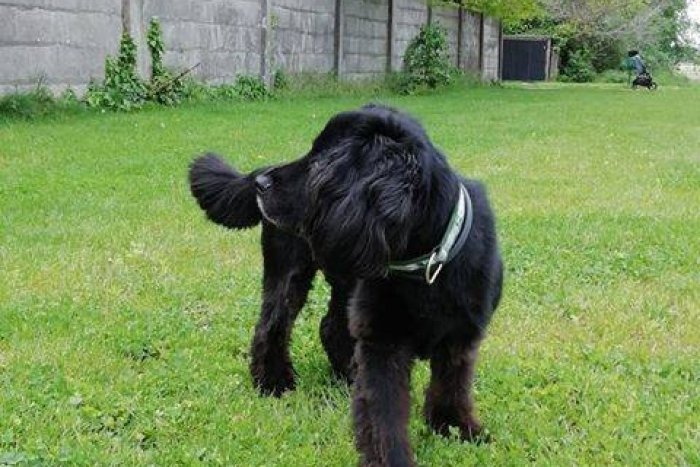 Ilustračný obrázok k článku S koncom roka prichádza čas na kalendár: Originálny kúsok od útulkáčov, FOTO