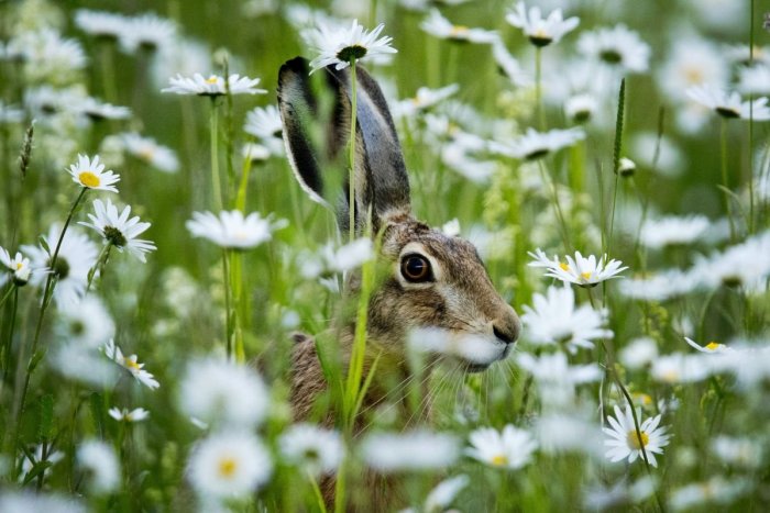 Ilustračný obrázok k článku Poslanci rozhodli: Zakázali chov zvierat na získanie kožušín