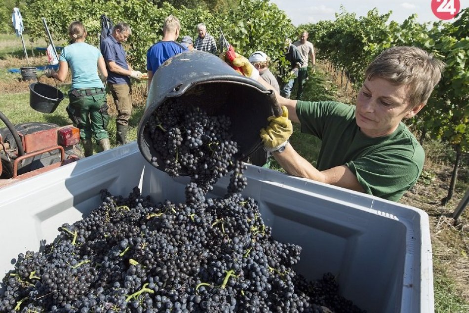 Ilustračný obrázok k článku Kam v Bratislave zadarmo: Po oberačke hrozna vo vinici sa otvoria dokorán dvere ateliérov