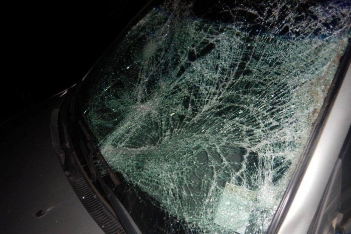 Ilustračný obrázok k článku Zrážky so zverou v okolí Považskej sú čoraz častejšie: Polícia s cennou radou