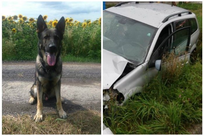 Ilustračný obrázok k článku Policajný pes Cabo vypátral zraneného muža, ktorý utiekol z miesta dopravnej nehody