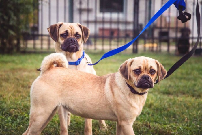 Ilustračný obrázok k článku Miláčikovia z útulku: Piati chlpáči sa uchádzajú o vašu priazeň, FOTO