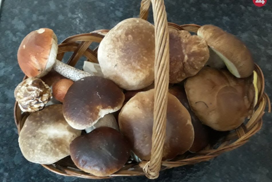 Ilustračný obrázok k článku Rozhovor s Tatianou Kuliňakovou: Je to radosť nájsť v lese dubáky, FOTO