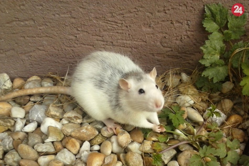 Ilustračný obrázok k článku Trenčín sa začal deratizovať: LOKALITY, ktorých sa to týka