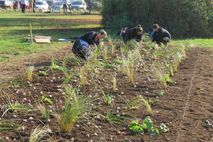 Ilustračný obrázok k článku Študenti SPU sa činili: Pred budovou univerzity vysadili tisícky rastlín, FOTO