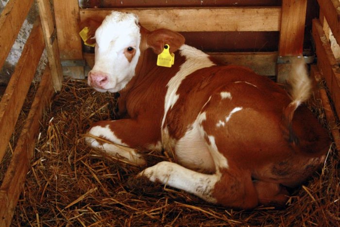 Ilustračný obrázok k článku Týranie zvierat? V podozrení je majiteľ býkov z okresu Prievidza