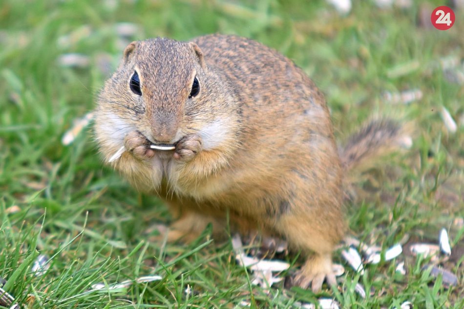 Ilustračný obrázok k článku Bojnická ZOO bude zabezpečovať odchov sysľov: Chcú ich púšťať do voľnej prírody