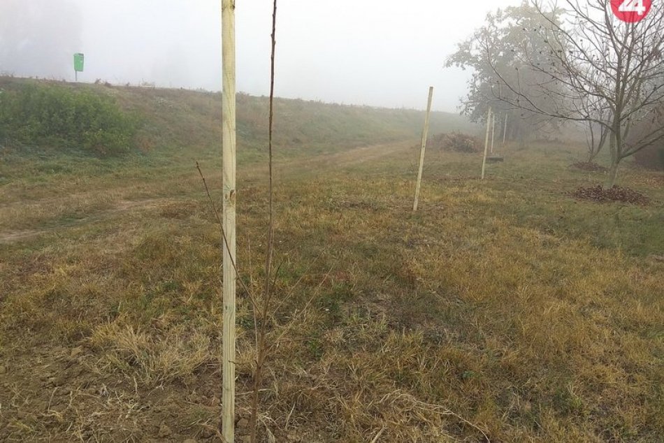 Ilustračný obrázok k článku Dočkala sa návratu svojej typickej črty: Na Čerešňovej pribudli nové čerešne, FOTO