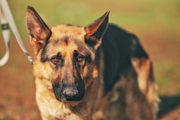 Ilustračný obrázok k článku Z mocného vlčiaka kosť a koža: Smutný žiarsky útulkáč Alan, nezlomí vás? FOTO