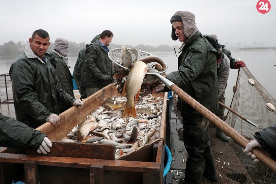 Ilustračný obrázok k článku Výlov kaprov na Perínskych rybníkoch je v plnom prúde, rýb na Vianoce bude dosť, FOTO