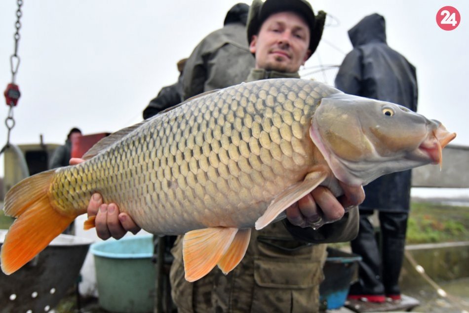 Ilustračný obrázok k článku V Iňačovciach začali s výlovom vianočných kaprov: Sú bez mikroplastov, FOTO