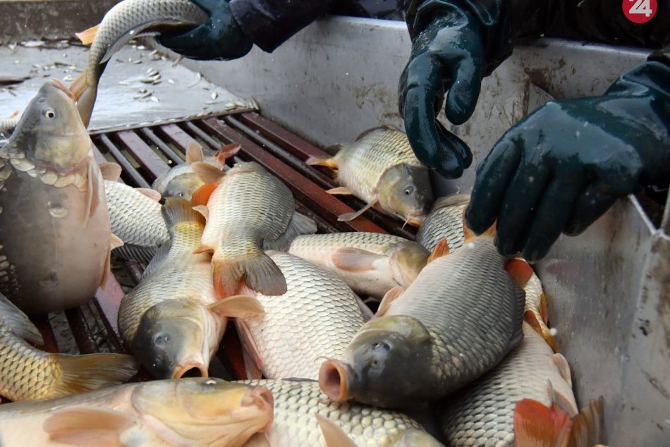 Ilustračný obrázok k článku Údajný podvodný predaj rybníkov v Považskej: Polícia zastavila trestné stíhanie