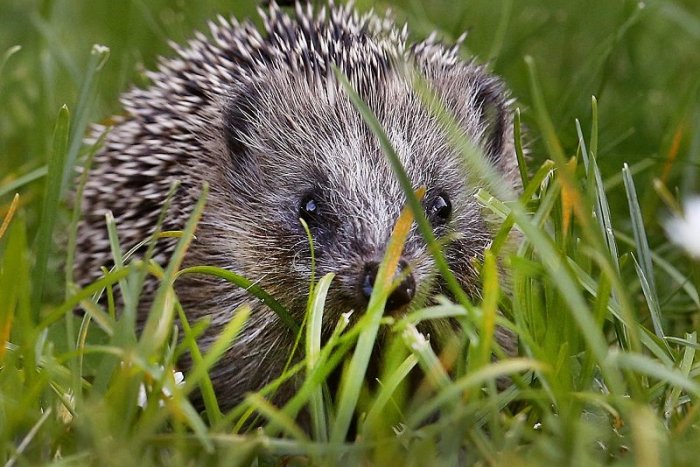 Ilustračný obrázok k článku Ježkovia si v novembri hľadajú úkryt na zimný spánok. Ak sú v núdzi, pomôžte im!