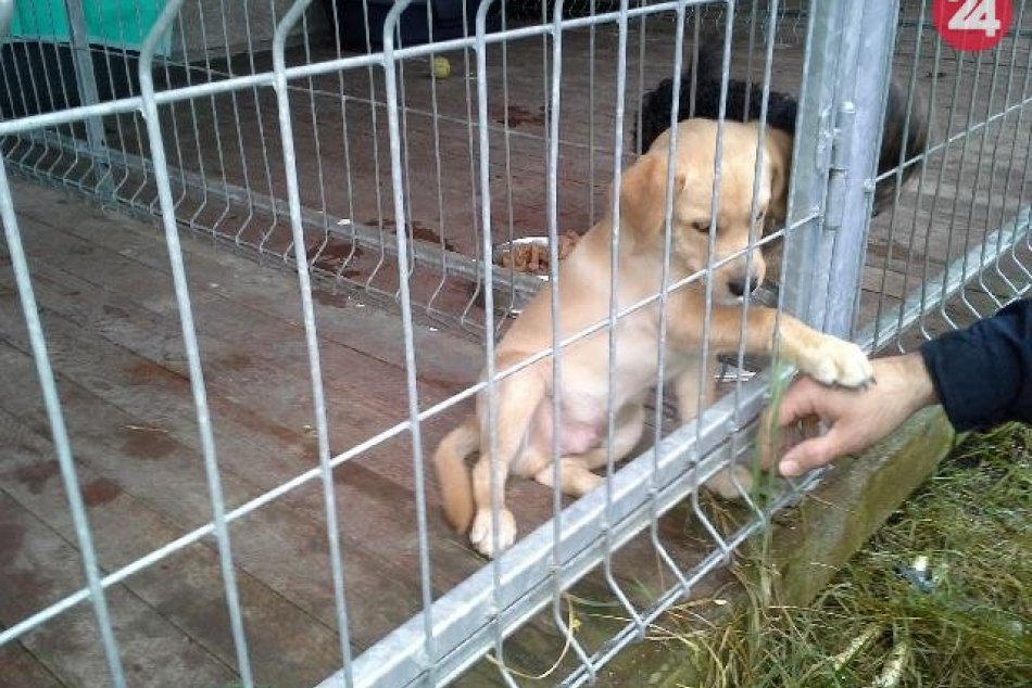 Ilustračný obrázok k článku Nespoznávate týchto psíkov? Policajti ich odchytili na bystrických sídliskách, FOTO