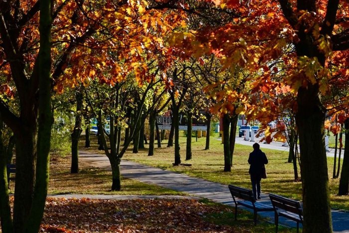 Ilustračný obrázok k článku Mesto ponúka adopciu zelene. Prihlásiť sa môžu občania aj firmy