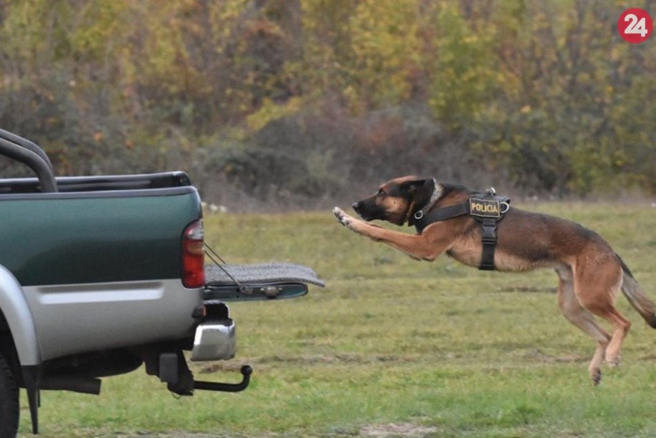 Ilustračný obrázok k článku Pri Šírave sa predviedli služobné psy: Pozrite si unikátne zábery, VIDEO a FOTO