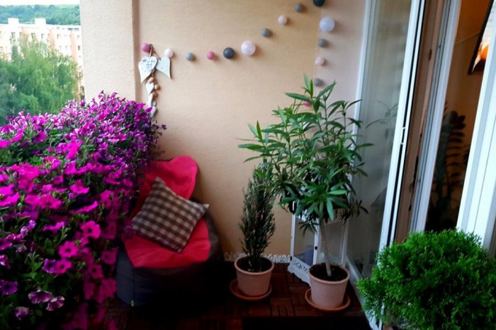 Ilustračný obrázok k článku Najkrajšie predzáhradky, balkóny a okolia vchodov: Ocenili tvorbu Prešovčanov, FOTO