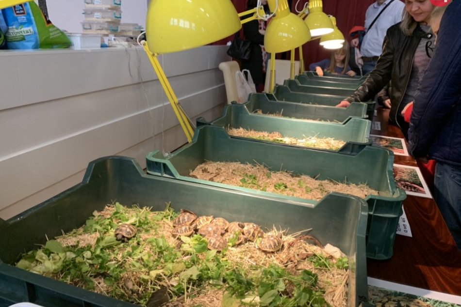 Ilustračný obrázok k článku Spoločenský pavilón sa zmenil na veľké terárium, plné exotických tvorov, FOTO